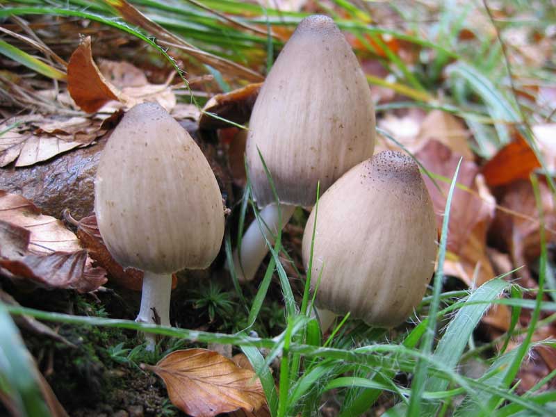Coprinus acuminatus